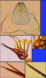   Apis nuluensis  female terminalia, photo: A.H. Smith-Pardo 
